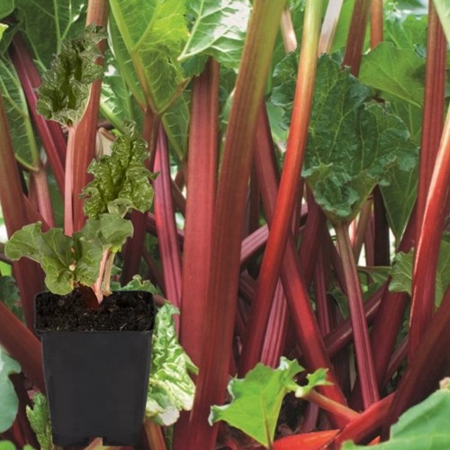 Rheum rhabarbarum 'Poncho' - Kurdlehine rabarber 'Poncho' C1,5/1,5L Rheum rhabarbarum 'Poncho' - Kurdlehine rabarber 'Poncho' C1,5/1,5L